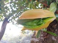 Jack fruit flower,Young jack fruit,Asian summer fruits named Jack fruit Royalty Free Stock Photo