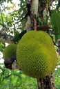 Jackfruit, Bali, Indonesia Royalty Free Stock Photo
