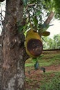 Jackfruit fruit rot from fungi Royalty Free Stock Photo