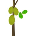 Jackfruit fruit on a stem with leaves on a white background.