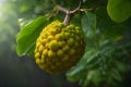 Jackfruit fruit on a tree