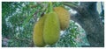 jackfruit, fruits, sweet, garden, natural