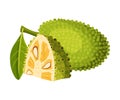 Jackfruit with Green Seed Coat and Cut Piece Showing Fibrous Core Vector Illustration