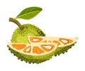 Jackfruit with Green Seed Coat and Cut Piece Showing Fibrous Core Vector Illustration