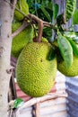 Jackfruit