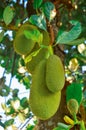 Jackfruit grows thick on tree branches Royalty Free Stock Photo