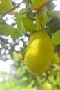 Jackfruit grows on trees in the garden. Royalty Free Stock Photo