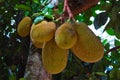 Jackfruit Hanging on Tree. Surat Thani, Thailand