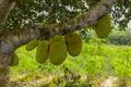 Jackfruit Hanging on Tree, Zanzibar