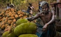 Jackfruit harvesting in kerala