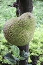 Jackfruit Royalty Free Stock Photo