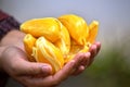 Jackfruit holding hand yellow coloured