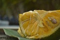 Jackfruit home grown yello coloured