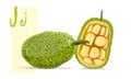 Jackfruit isolated vector. Green tropical jack fruit, fresh exotic illustration.
