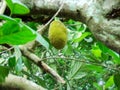 jackfruit