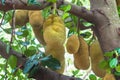 Jackfruit on a jack tree. Royalty Free Stock Photo