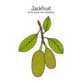 Jackfruit or jack tree Artocarpus heterophyllus , evergreen tropical plant