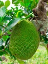 Unripe Jackfruit