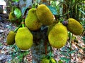 jackfruit in the lower side of a tree