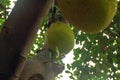A jackfruit tree that is bearing fruit in front of my office Royalty Free Stock Photo