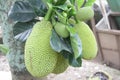 Jackfruit Royalty Free Stock Photo