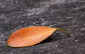 jackfruit leaf on the ground ,plants fruit in the garden home.