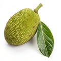 Jackfruit with leaf isolated on white background Royalty Free Stock Photo
