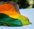 Jackfruit leaves