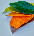 Jackfruit leaves