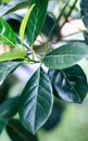 Jackfruit leaves