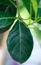 Jackfruit leaves