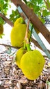 Jackfruit with nature background