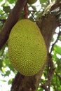 Jackfruit