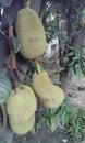 Jackfruit