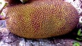 Jackfruit, reddish yellow color, jagged outer skin