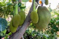 Jackfruit ripe growing on tree