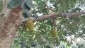 jackfruit ripening on a tree in the village Royalty Free Stock Photo