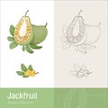 Jackfruit Royalty Free Stock Photo