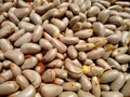 Jackfruit seeds, edible seed, close-up view