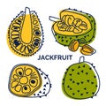 Jackfruit set of lines and spots. Icon collection of whole and sliced exotic fruit. Vector illustration