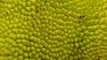 Jackfruit Skin Texture as Background Design Royalty Free Stock Photo