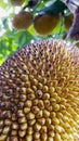 jackfruit skin texture ready for harves Royalty Free Stock Photo
