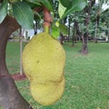 jackfruit that is starting to ripen and ready to be picked