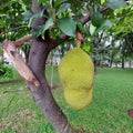 jackfruit that is starting to ripen and ready to be picked