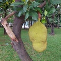 jackfruit that is starting to ripen and ready to be picked