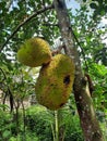 The jackfruit is still attached to the tree, waiting to ripen on the tree
