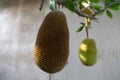 Jackfruit that still hangs on the tree Royalty Free Stock Photo