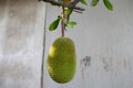 Jackfruit that still hangs on the tree Royalty Free Stock Photo