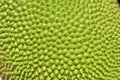 Jackfruit surface Royalty Free Stock Photo