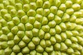 Jackfruit surface Royalty Free Stock Photo